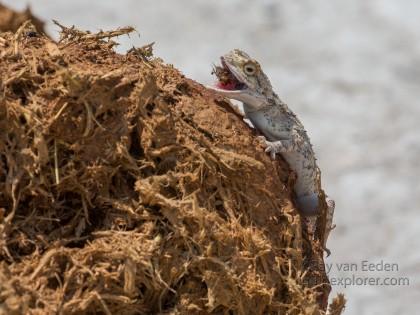 Bush-Lizard-Etosha-Wildlife-Portrait-1-of-1