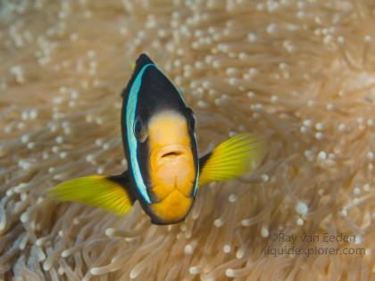 Clown Fish-Anemone-Underwater Portrait 2015 (1 of 1)
