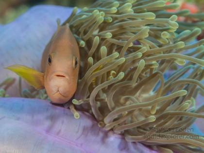 Clown Fish-Anemone-Underwater Portrait 2015 (2 of 1)