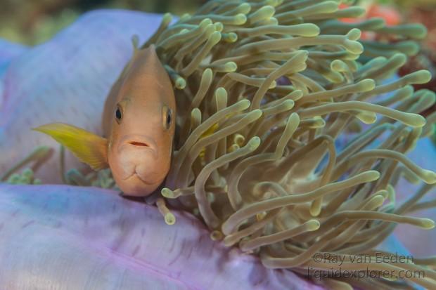 Clown Fish-Anemone-Underwater Portrait 2015 (2 of 1)