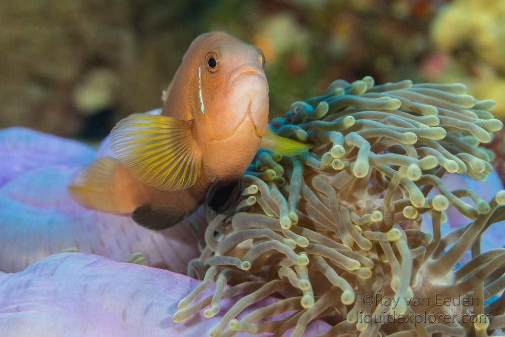 Clown Fish-Anemone-Underwater Portrait 2015 (3 of 1)
