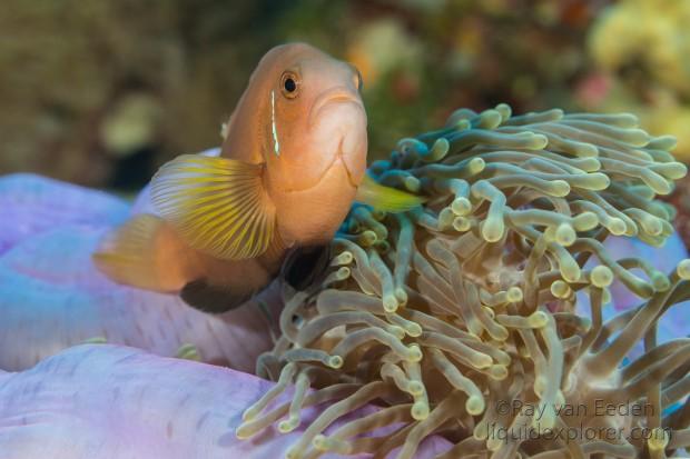 Clown Fish-Anemone-Underwater Portrait 2015 (3 of 1)