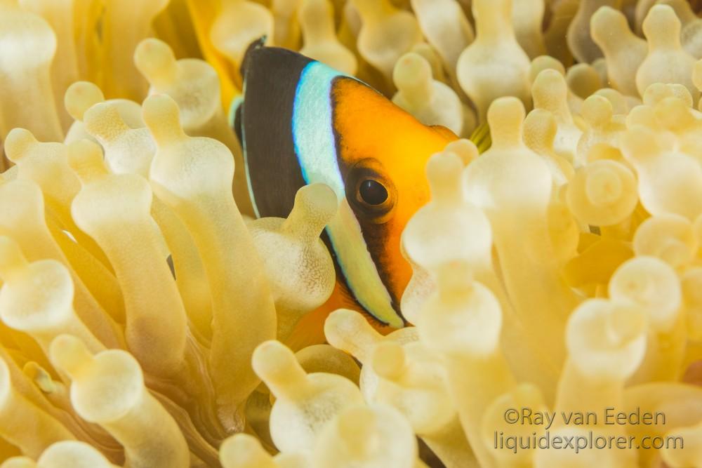 Clown Fish-Bodu Giri-Underwater Portrait 2015 (1 of 1)
