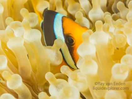 Clown Fish-Bodu Giri-Underwater Portrait 2015 (1 of 1)