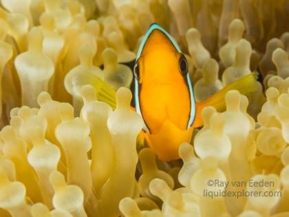 Clown Fish-Bodu Giri-Underwater Portrait 2015 (2 of 1)
