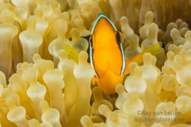 Clown Fish-Bodu Giri-Underwater Portrait 2015 (2 of 1)