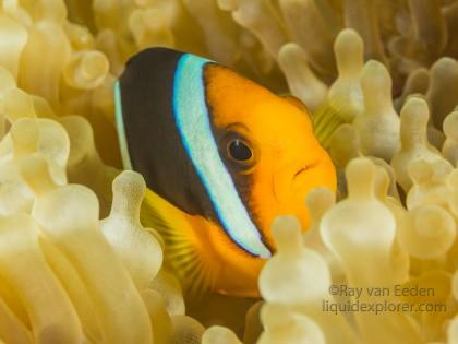 Clown Fish-Bodu Giri-Underwater Portrait 2015 (3 of 1)