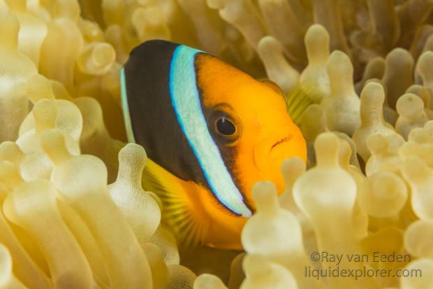 Clown Fish-Bodu Giri-Underwater Portrait 2015 (3 of 1)