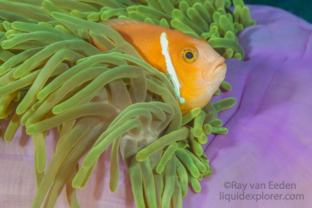 Clown Fish-Bodu Giri-Underwater Portrait 2015 (4 of 1)