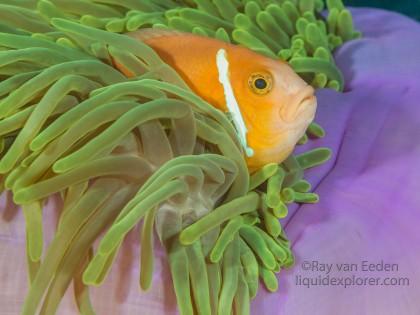 Clown Fish-Bodu Giri-Underwater Portrait 2015 (4 of 1)
