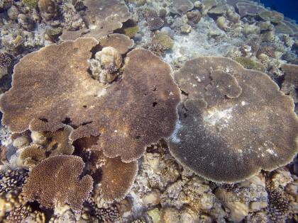 Coral Dathafaru Underwater Wide Angle