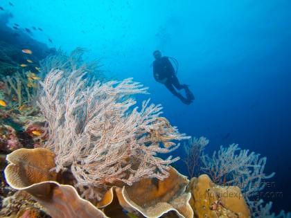 Coral Zafari Underwater Wide Angle