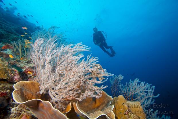 Coral Zafari Underwater Wide Angle