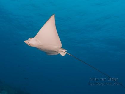 Eagle-Ray-Express-Underwater-Wide-Angle-2014-1-of-1