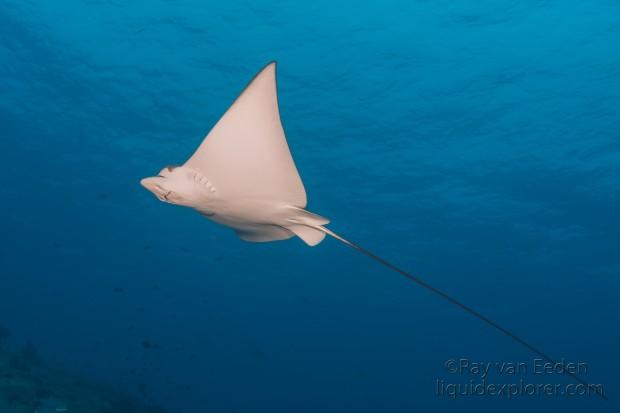 Eagle-Ray-Express-Underwater-Wide-Angle-2014-1-of-1
