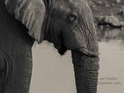 Elephant-Etosha-Wildlife-Portrait-2014-1-of-1