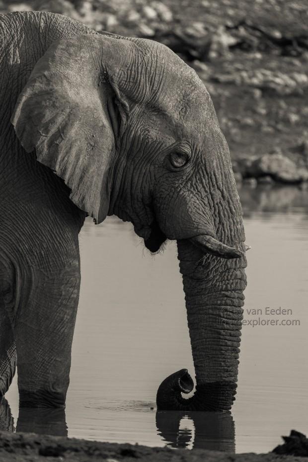 Elephant-Etosha-Wildlife-Portrait-2014-1-of-1