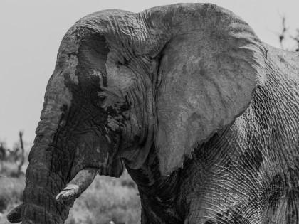 Elephant-Etosha-Wildlife-Portrait-2014-2-of-1