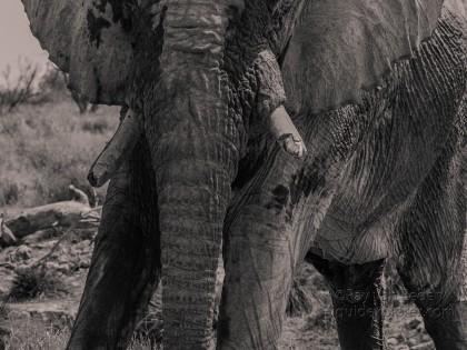 Elephant-Etosha-Wildlife-Portrait-2014-3-of-1