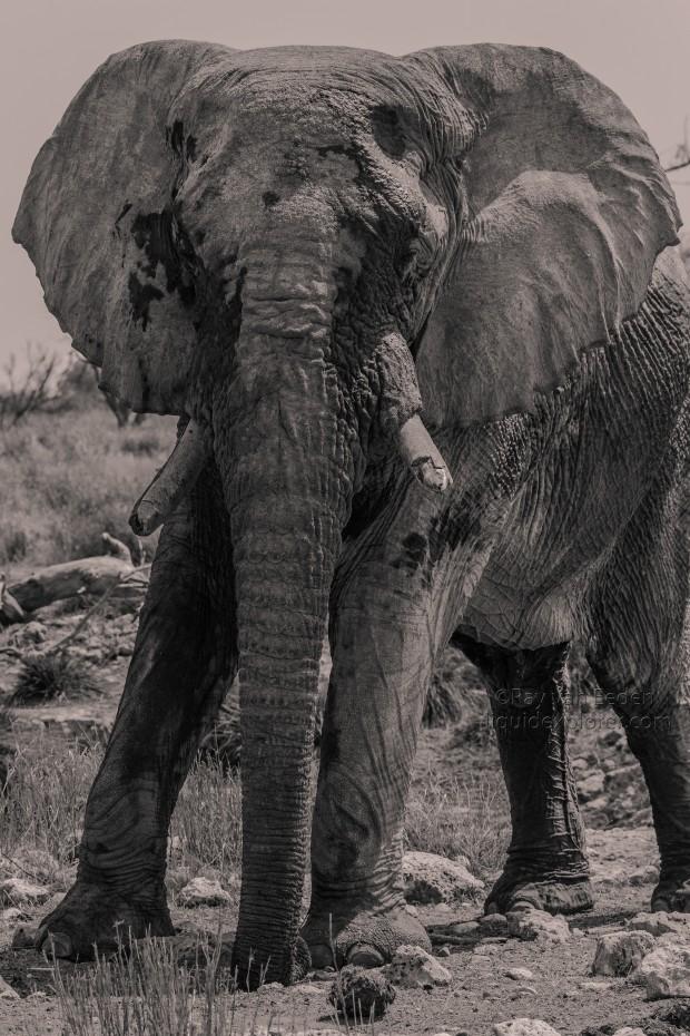 Elephant-Etosha-Wildlife-Portrait-2014-3-of-1