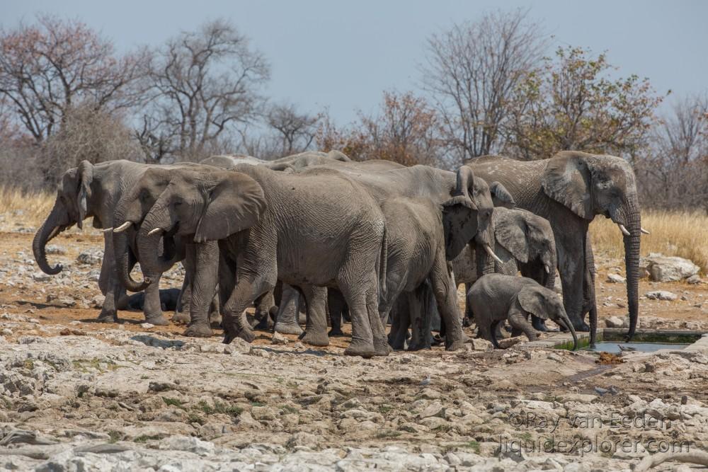 Elephant-Etosha-Wildlife-Wide-Angle-1-of-4