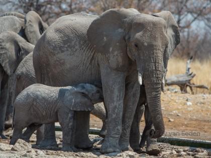 Elephant-Etosha-Wildlife-Wide-Angle-3-of-4
