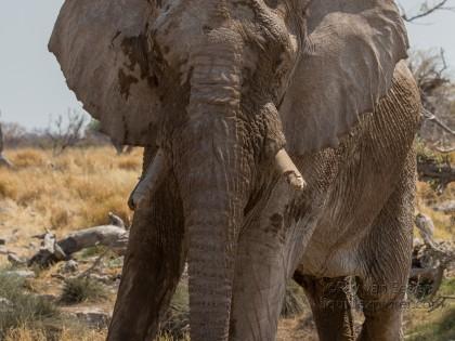 Elephant-Etosha-Wildlife-Wide-Angle-4-of-4