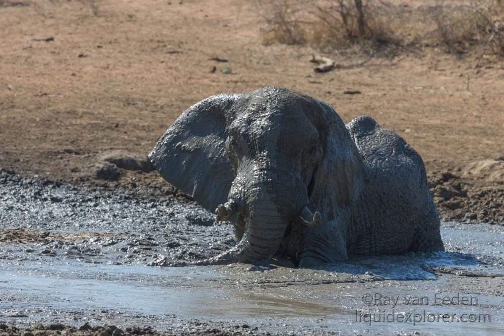 Elephant-Kurger-Park-Wildlife-Wide-Angle-2014-5-of-2