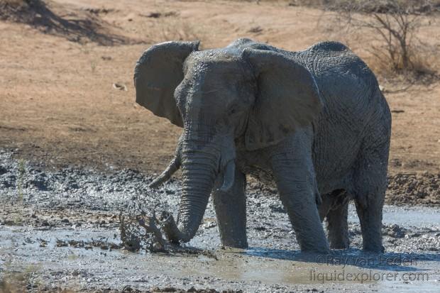Elephant-Kurger-Park-Wildlife-Wide-Angle-2014-6-of-2