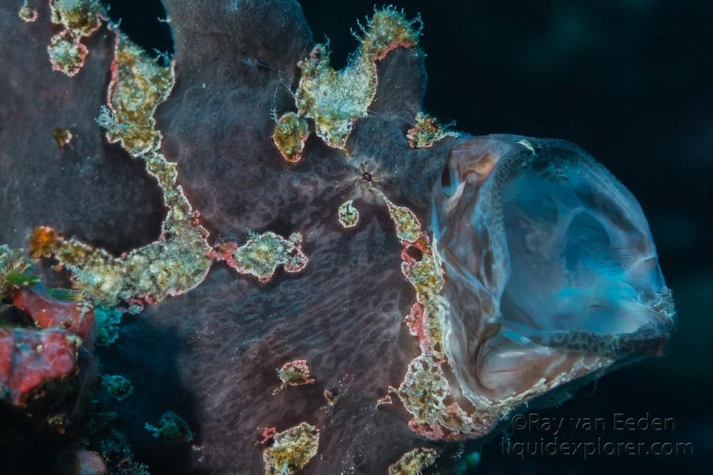 Frog Fish-Anemone-Underwater Portrait 2015 (11 of 1)