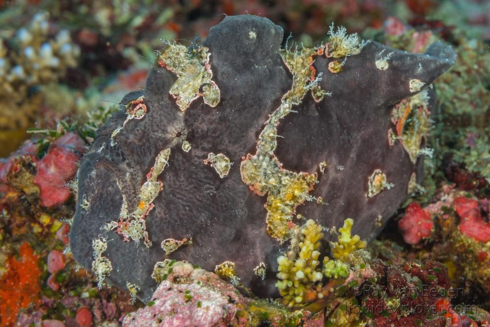 Frog Fish-Anemone-Underwater Portrait 2015 (5 of 1)