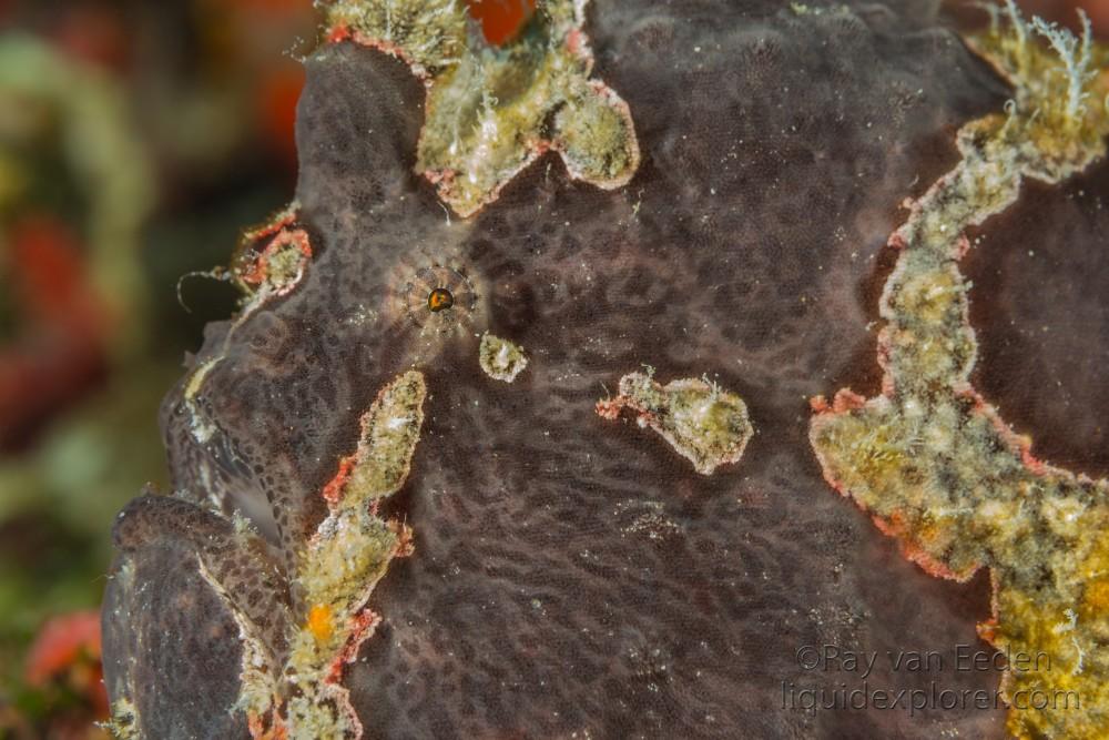 Frog Fish-Anemone-Underwater Portrait 2015 (7 of 1)
