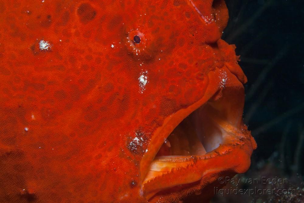 Frog Fish-Fun Giri-Wildlife Portrait 2006 (1 of 1)