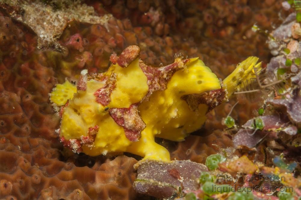 Frog Fish-Wall-Wildlife Portrait 2010 (1 of 1)