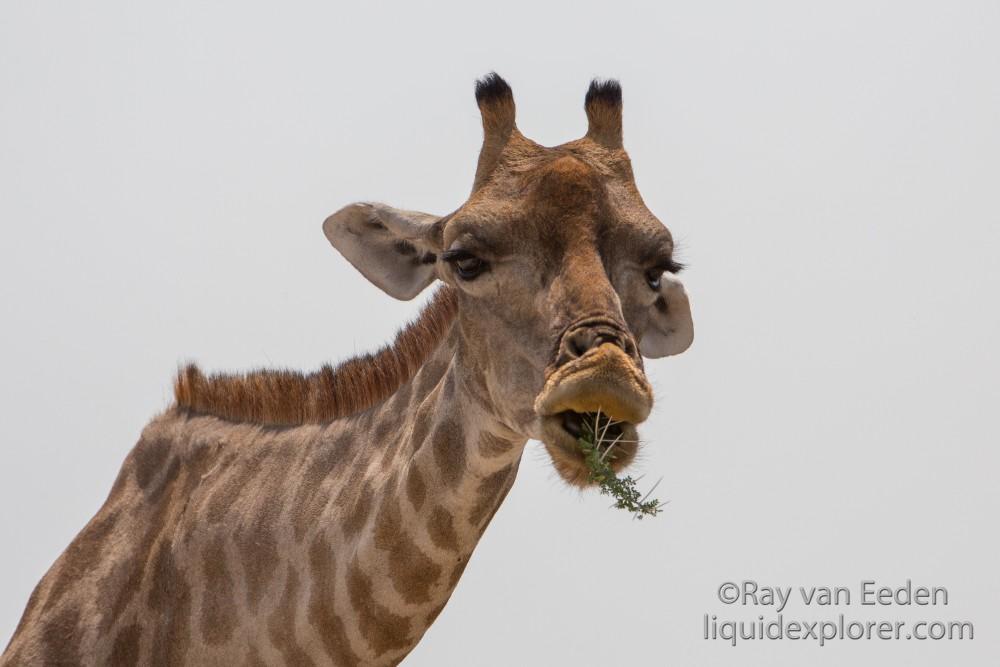 Giraffe-Etosha-Wildlife-Portrait-1-of-2