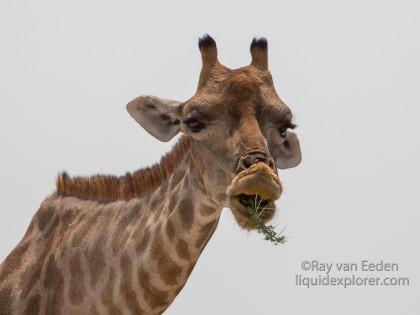 Giraffe-Etosha-Wildlife-Portrait-1-of-2