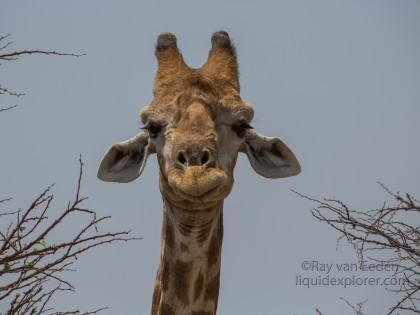 Giraffe-Etosha-Wildlife-Portrait-2-of-2