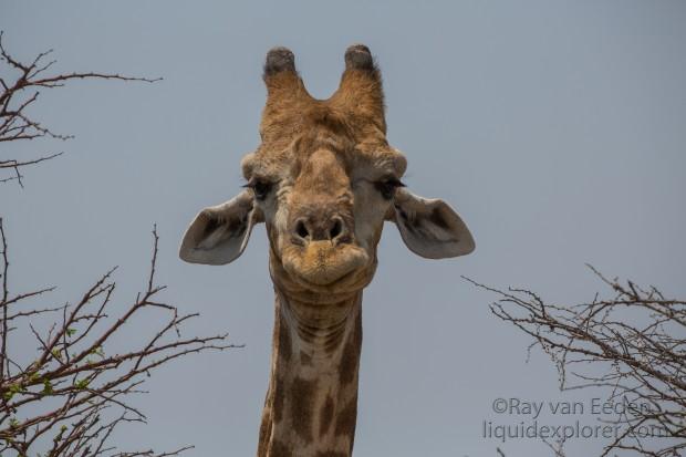 Giraffe-Etosha-Wildlife-Portrait-2-of-2