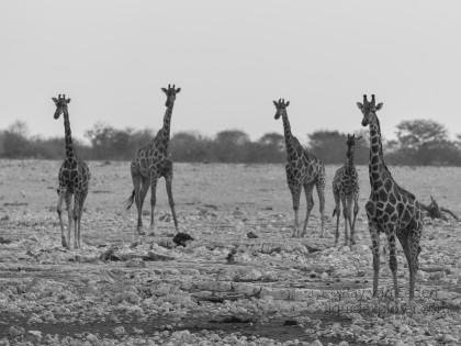Giraffe-Etosha-Wildlife-Portrait-2014-1-of-1