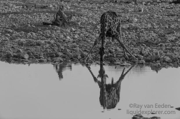 Giraffe-Etosha-Wildlife-Portrait-2014-2-of-1