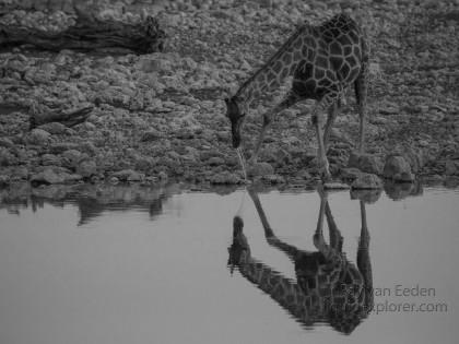 Giraffe-Etosha-Wildlife-Portrait-2014-3-of-1