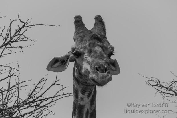Giraffe-Etosha-Wildlife-Portrait-2014-4-of-1