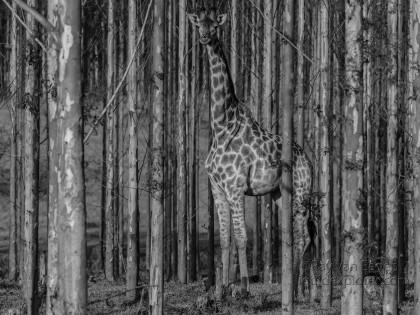 Giraffe-Etosha-Wildlife-Portrait-2014-6-of-1