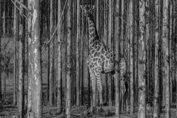 Giraffe-Etosha-Wildlife-Portrait-2014-6-of-1
