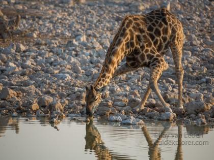 Giraffe-Etosha-Wildlife-Wide-Angle-2-of-3