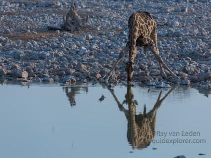 Giraffe-Etosha-Wildlife-Wide-Angle-2014-4-of-4