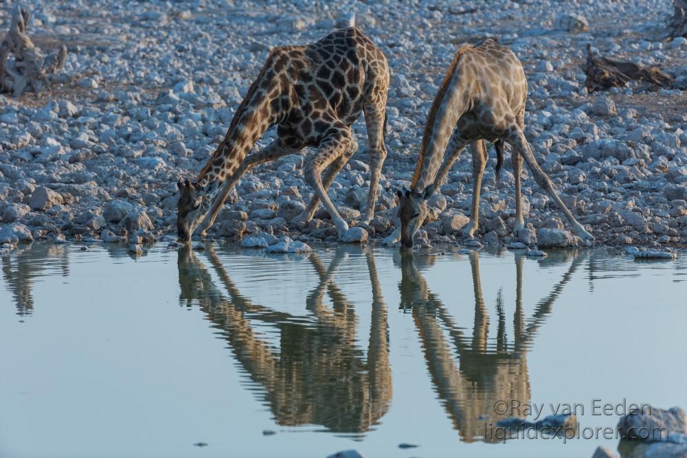 Giraffe-Etosha-Wildlife-Wide-Angle-2014-5-of-4
