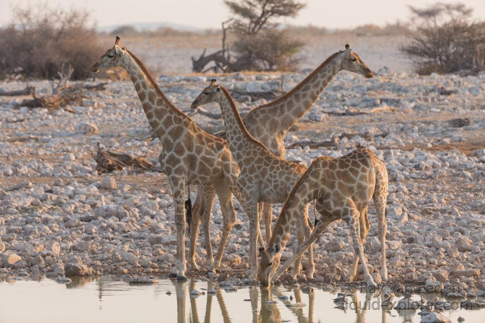 Giraffe-Etosha-Wildlife-Wide-Angle-2014-6-of-4