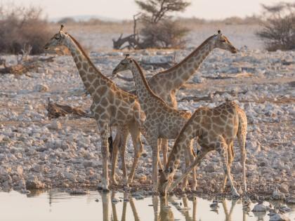 Giraffe-Etosha-Wildlife-Wide-Angle-2014-6-of-4