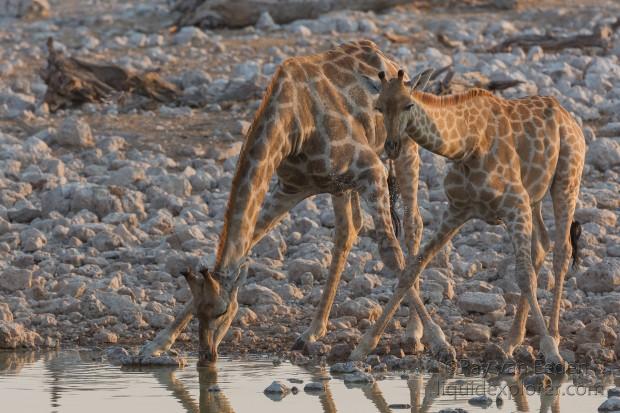 Giraffe-Etosha-Wildlife-Wide-Angle-2014-7-of-4
